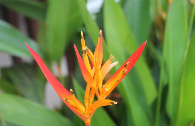 CRParaiso Main House - Foto 38