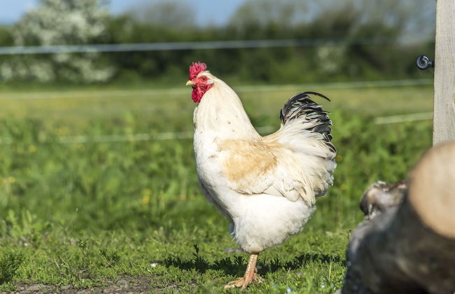 Fern Cottage - 1 Bedroom - Tiers Cross - Foto 49