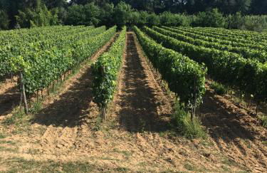 Agriturismo La Casina nel Vigneto - Foto 36