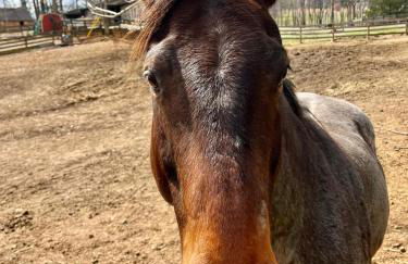 Cheval Circle Retreat Hot Tub, Fire Pits, Views - Foto 45