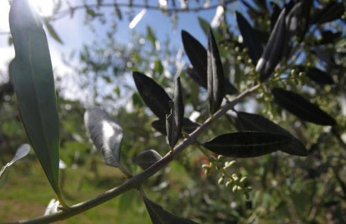 Apartments Nikolina - Photo 63