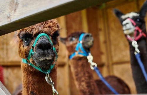 Naze View Barn - Cosy, with all mod cons - Photo 26