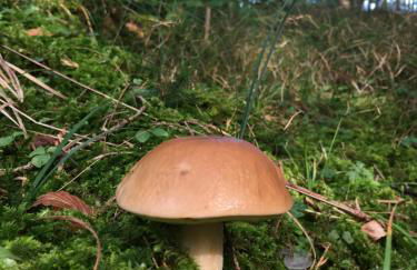 Erholsamer Traumurlaub wo auf Bergen Schlößer wachsen - Foto 26