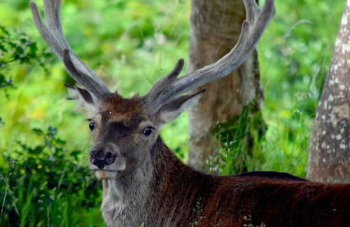 Creran Apartment, Kinlochlaich House - Foto 17