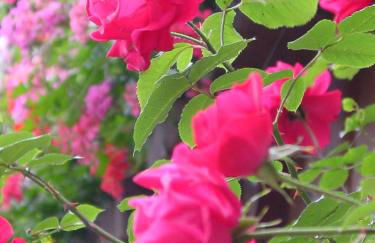 Aparthotel Grabner - Foto 42