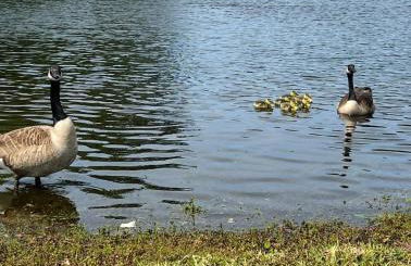 Ultimate Backyard Oasis, Heated Pool, Spa and Lake - Foto 54