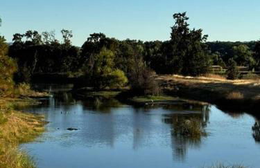 Trees of Heaven - Olive House - Foto 21