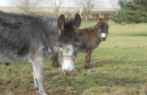 Wagtail Cottage - Foto 16