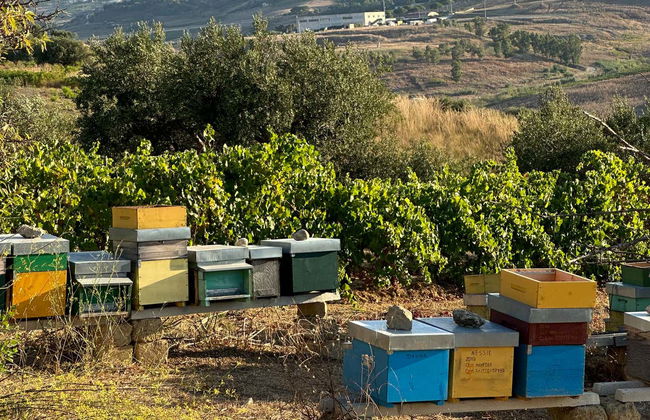 Visite d'un vignoble + Dégustation de produits typiques - Photo 6