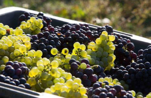 Secret Garden - Foto 35