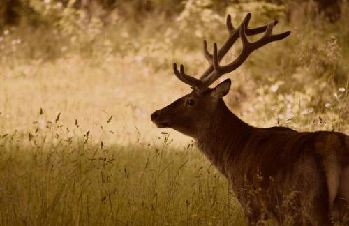 Linnhe Apartment, Kinlochlaich House - Foto 26