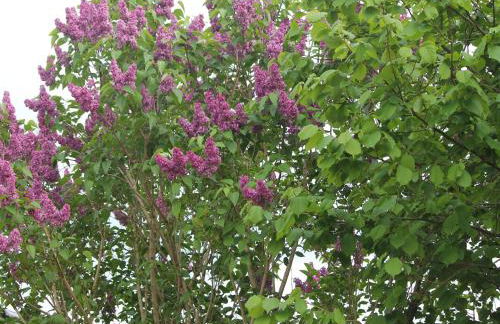 Landhaus Ferienwohnung in Gorow - Foto 37