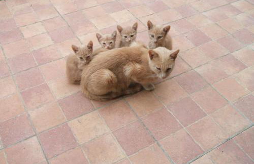 Casetta Francini - Foto 29