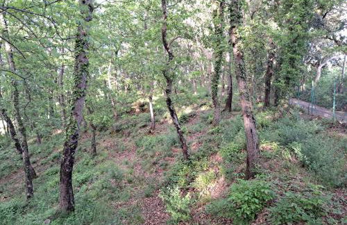 casa con bosco e vista mare - Foto 32