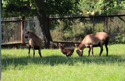 Zur Alten Schmiede mit Museum - Foto 39
