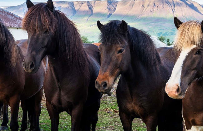 Varmahlíð Horse Riding Activity - Photo 1