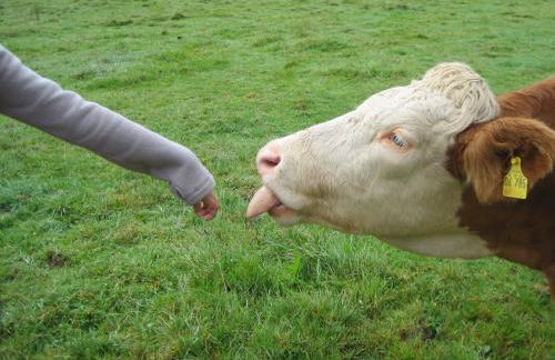 Almbauernhof - Foto 37