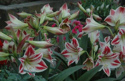 Il Giardino dei Gigli - Photo 22