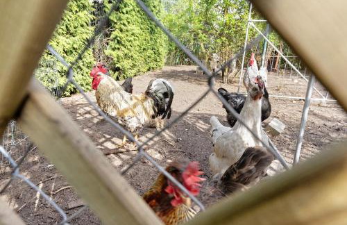 Blockhütte - Foto 30