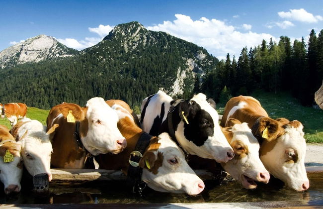 Bright Holiday Home in Huttschlag near Mountains Ski Slopes - Foto 23