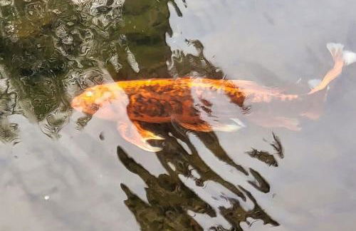 Polynesian Koi Pond Gardens Condo in Hilo w pool - Foto 27