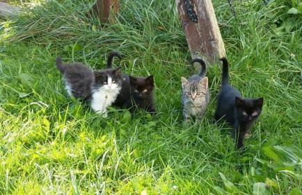 Ferienhof Altmann - Foto 35