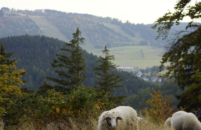 Holiday Home in Willingen Near Ski Slopes - Photo 27