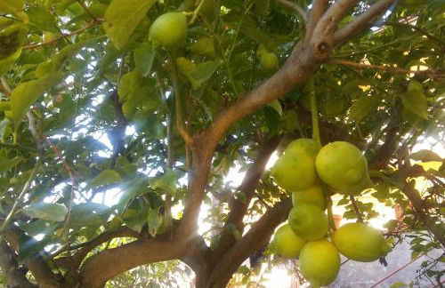 Etnea99 la tua casa tra Etna e il mare - Foto 40