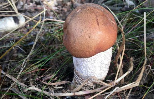 Willa na Kaszubach - Foto 30