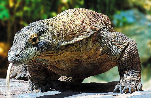 Palmitos Park - Foto 3