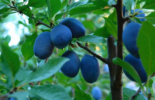 Villa Akrata - Photo 8