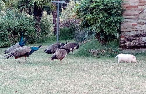 la cana dolce - Foto 17