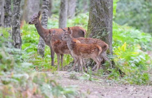 Gîte du Parc Animalier de Boutissaint - Foto 16