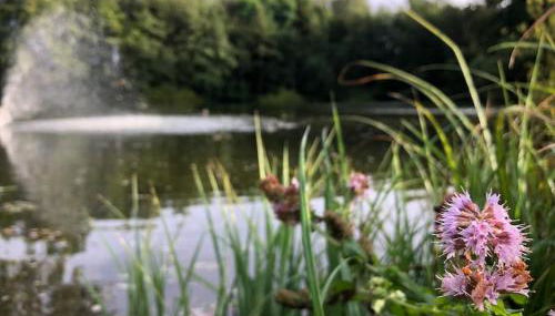 Le Cottage de l etang - Foto 5