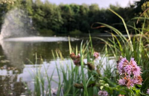 Le Cottage de l etang - Foto 5