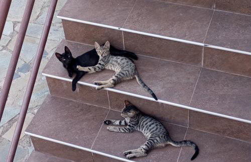 Villa Krina Rosa Aigio - Foto 26