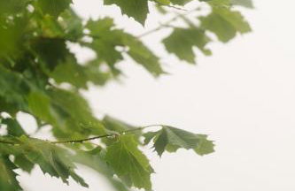 Refúgio da Montanha Brasil - Foto 77