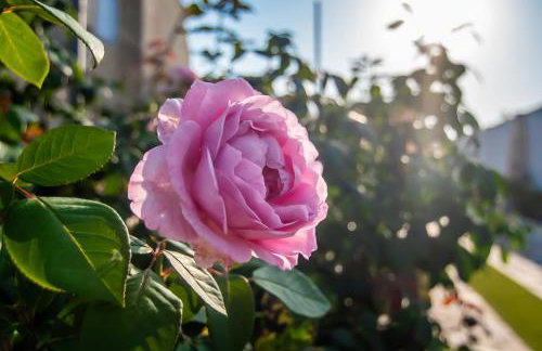 Casa das Rosas - Foto 59