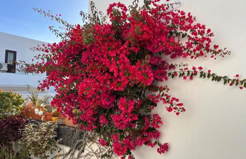 Finca Thiago - Foto 11