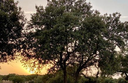 Casas do Apeadeiro de Evoramonte - Foto 35