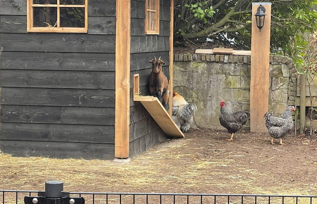 Vakantiepark De Bosrand - Foto 66