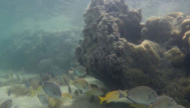 Fondo marino de Recife de Fora