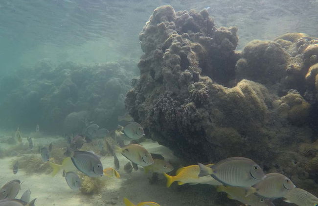 Excursión al Parque Marino de Recife de Fora - Foto 5