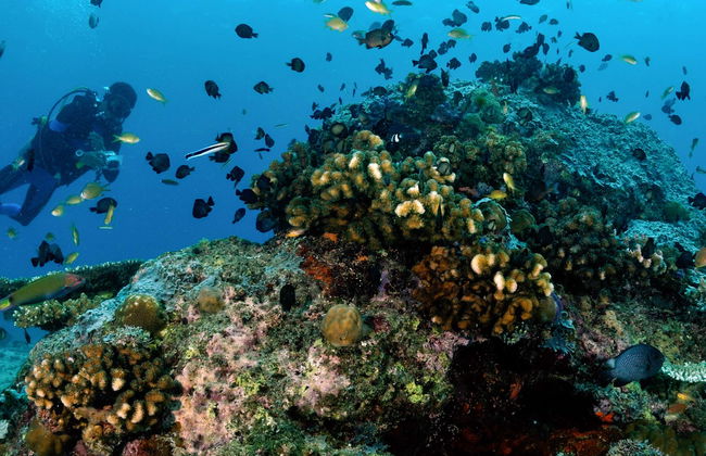 Curso de buceo PADI Open Water - Foto 1