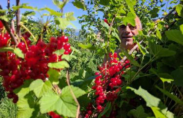 Froetscherhof, Urlaub auf dem Bio-Bauernhof in Brixen, Appartments, Sauna und BrixenCard - Foto 74