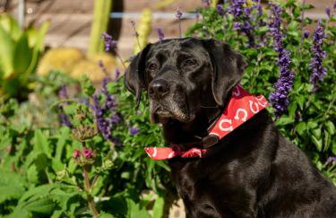 Baywood Casita- kids, dogs, hot tub - Foto 11