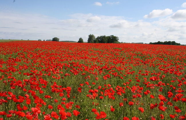 Sunny Holiday Apartment at the Forest Büdnerreihe - Foto 18