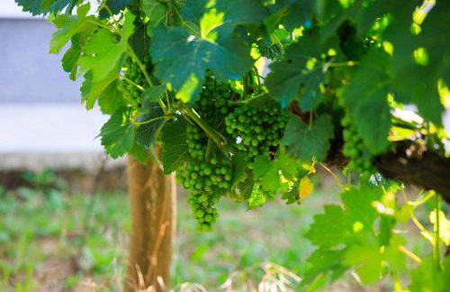 Country side Villa Mila - Photo 54