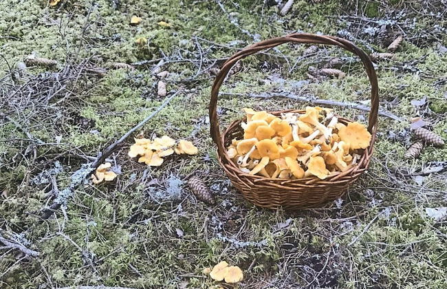 4 Person Holiday Home in Molkom-by Traum - Foto 15