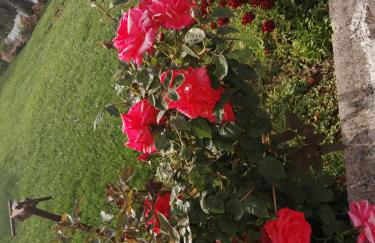 Da Mario & Marianna - Foto 6